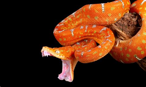 Boa .